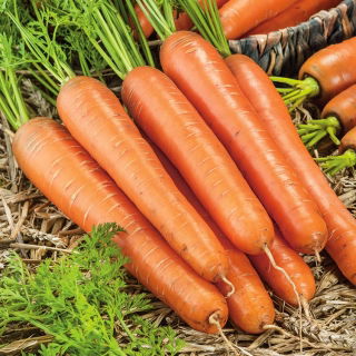 Gulrot Lange røde stubber - sen sort - 
