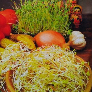 Semi di germogliatura - mix russo + piccolo germoglio GRATUITO! - 