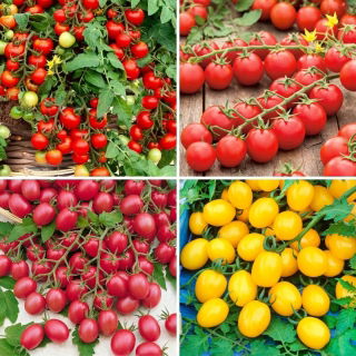 Cherry tomatfrø - udvalg af 4 varianter - 