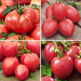 Semi di pomodoro lampone - selezione di 4 varietà - 