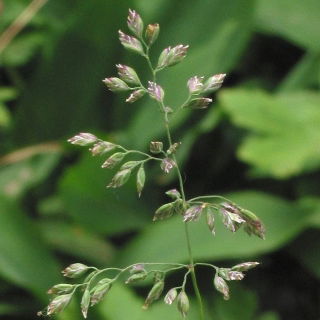 Ganību Kentuki zilgrass Edvīns - 5 kg - 