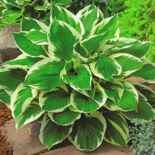 Hosta, Lirio de Plátano Minute Man - Pack XL - 50 uds