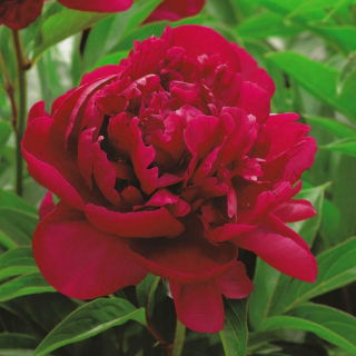 Paeonia, Peony Madame Gaaudichau - large package! - 10 pcs