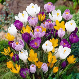 Crocus large-flowered - Mix of colours - Exceptionally Weather Resistant - Bulbs - Large Pack - 100 pcs