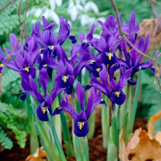 Reticulate Iris - Pixie - GIGA Pack! - 500 pcs.