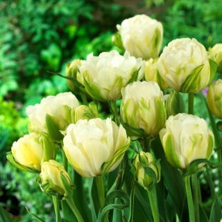 Tulip - Maureen Double - GIGA Pack! - 250 pcs