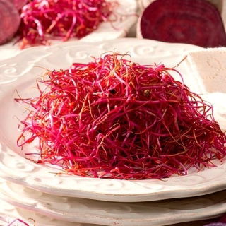 Semená na klíčky - cvikla - 500g semien (Beta vulgaris)
