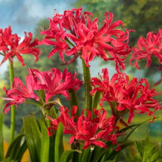 Nerine - Pearls of Cherry - Nagy kiszerelés - 10 db.