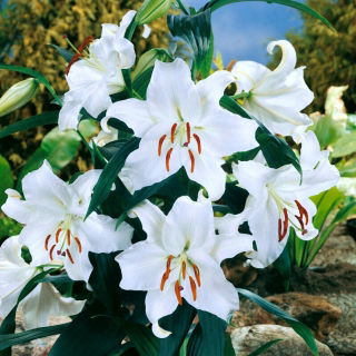 Oriental Lily - Casa Blanca - Large Pack! - 10 pcs.