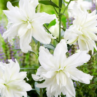 Lily - Lotus Ice - Oriental, Double - GIGA Pack! - 50 pcs.