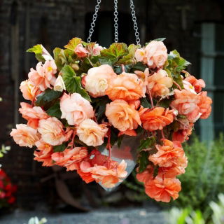 Trailing Begonia - Splendide Apricot - Large Pack! - 20 pcs.