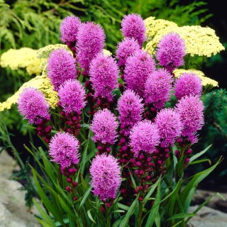 Liatris Spicata - Kobold - Large Pack! - 50 pcs.