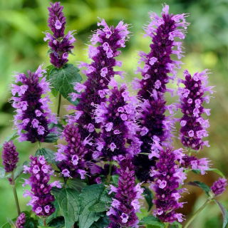 Agastache - Black Adder - Giga csomag - 50 db.