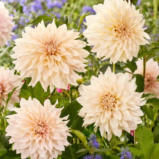 Dália - Dahlia - Café au Lait - Nagy csomag - 10 db