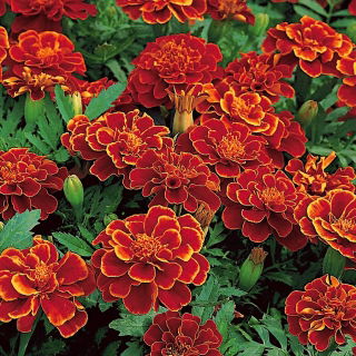 Œillet d'Inde - Red Cherry - Tagetes patula - 1 kg - Variété naine, riche rouge acajou - Graines fraîches