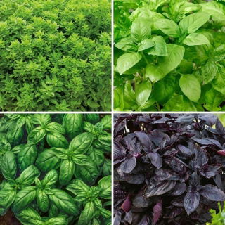 Semillas de albahaca - selección de 4 variedades - 