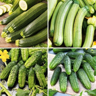 Semillas de calabacín y pepino - selección de 4 variedades - 