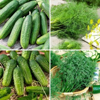 Sjemenke krastavaca i kopra - izbor od 4 sorte - 
