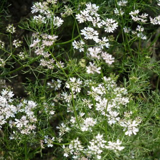 Koriander siaty - medonosná rastlina - 1 kg semien (Coriandrum sativum)
