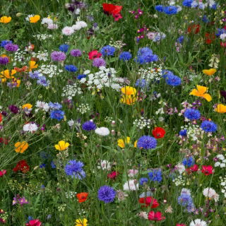 Sommarblomster blandning - Biväxt - 10 kg frön