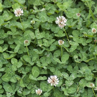 Trèfle blanc 'Apolo' - graines 500g (Trifolium repens)