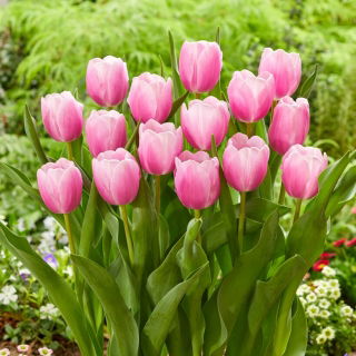Tulip - Argos - 5 pcs