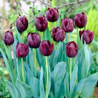 Tulip - Blackjack - GIGA Pack! - 250 pcs