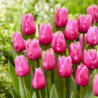 Tulip - Louvre - GIGA Pack! - 250 pcs