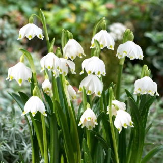 Fulg de zăpadă de primăvară - Leucojum vernum - Pachet 5 buc.