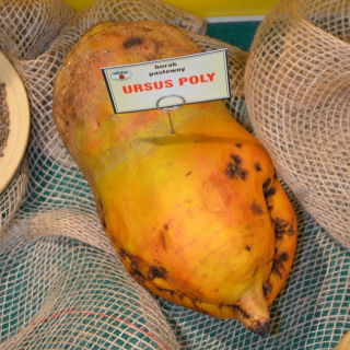 Fodder beet 'Ursus Poly' - yellow - 1kg seeds (Beta vulgaris)