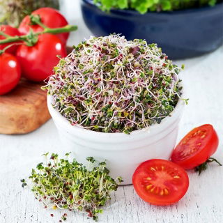 Semi per germogli - Mizuna - Rosso - Germogli viola intensi e vibranti