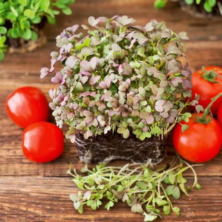 Microgreens - Raudona mizuna - Drąsi spalva, aštrus skonis - Šviežios sėklos