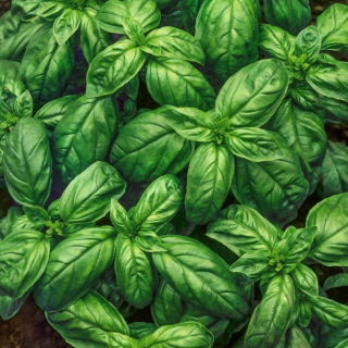 Semillas de albahaca - selección de 4 variedades - 