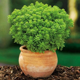 Semillas de albahaca - selección de 4 variedades - 