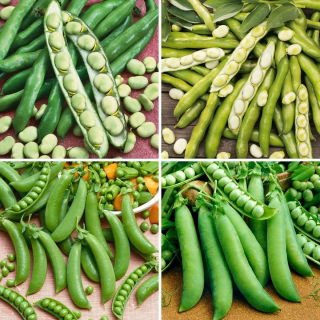 Broad bean and pea seeds - selection of 4 varieties