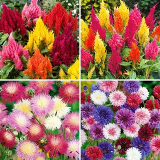 Cornflower and cockscomb seeds - selection of 4 varieties