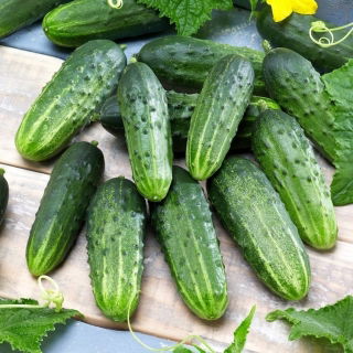 Semillas de calabacín y pepino - selección de 4 variedades - 