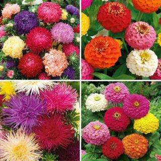 Zinnien- und Astersamen - Auswahl aus 4 Sorten - 