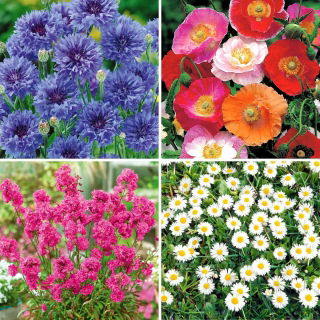 Wiesenblumensamen - Auswahl aus 4 Sorten - 