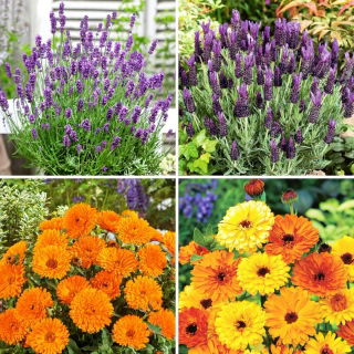 Semillas de lavanda y caléndula - selección de 4 variedades - 