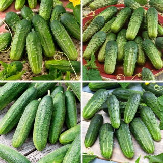 Field cucumber seeds - selection of 4 varieties