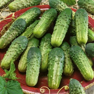 Field cucumber seeds - selection of 4 varieties