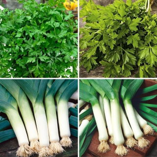 Semillas de perejil y puerro - selección de 4 variedades - 