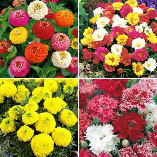 Doble blomsterplantefrø - utvalg av 4 varianter - 