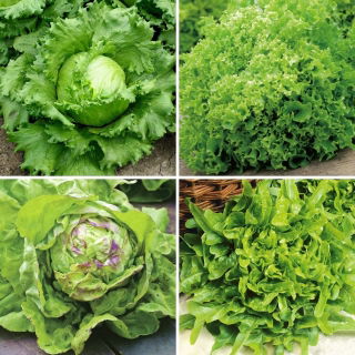 Semi di lattuga - selezione di 4 varietà - 