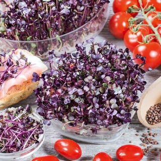 Idätyssiemenet, 'Sango' retiisi - 500 g (Raphanus sativus)