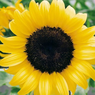 Floarea soarelui ornamentală cu o singură floare înaltă - 