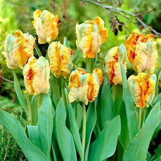 Tulip - Parrot King - GIGA Pack! - 250 pcs