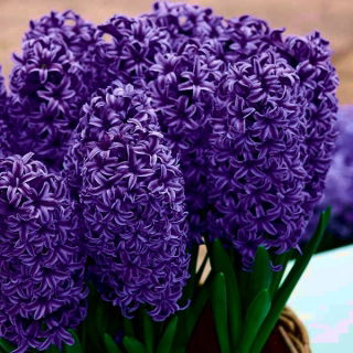 Hyacinth - Peter Stuyvesant - GIGA Pack! - 150 pcs.