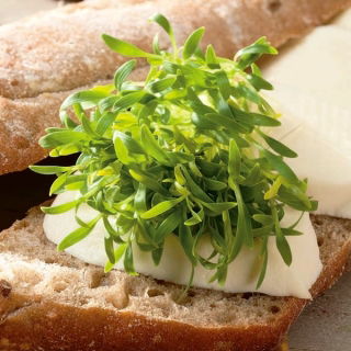 Koriander csíráztatásra - 100 g - Pikáns citrom-petrezselyem íz - Friss vetőmagok